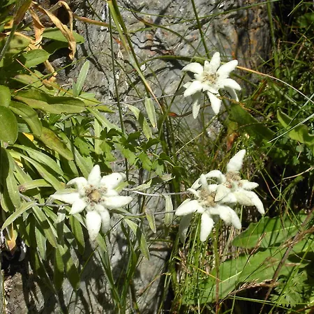 Apartamento Lilly Lienz