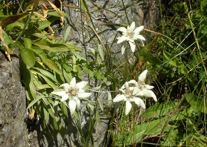 Appartement Lilly Lienz